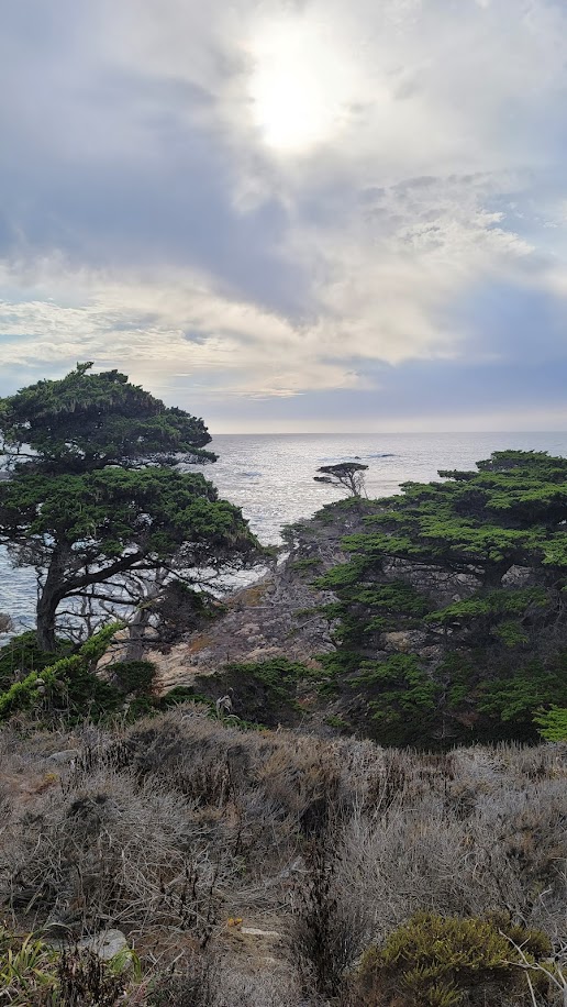 Cypress trees and sunset over Pacific ocean at Point Lobos