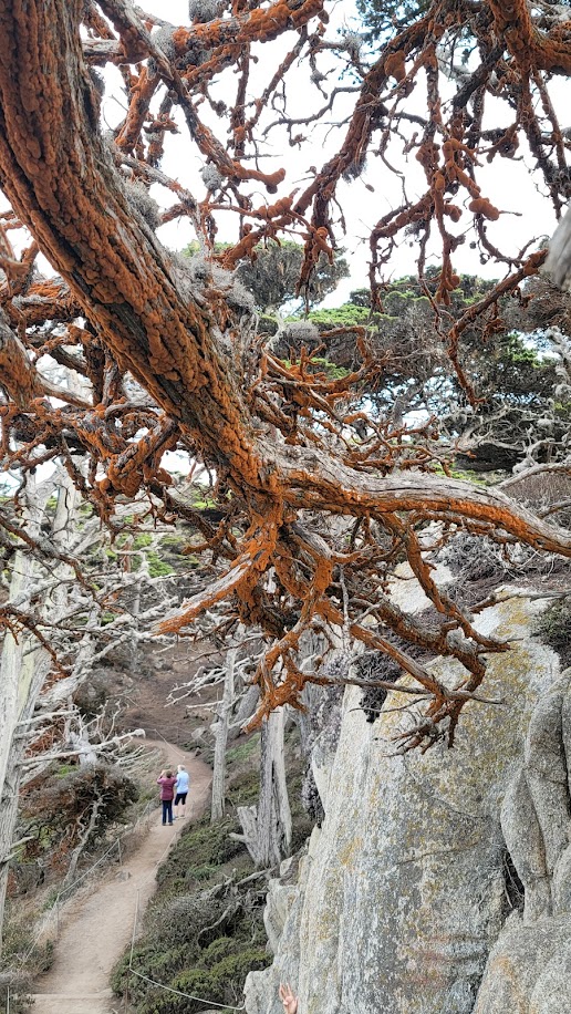 Red moss growing on trees at Point Lobos