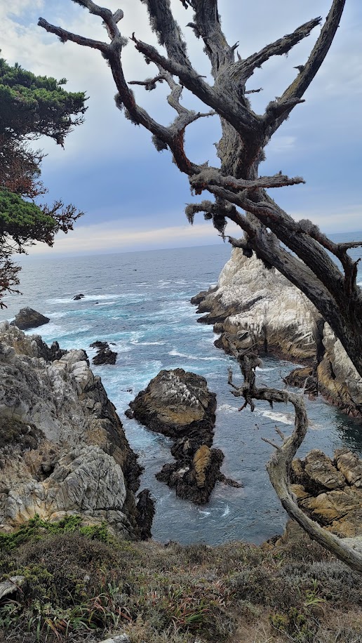 Blue water, brown rocks and cliffs, and mossy tree branches at Point Lobos