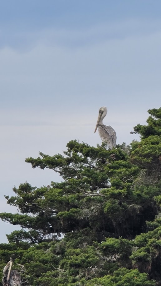 Pelican sitting in the tree at Point Lobos