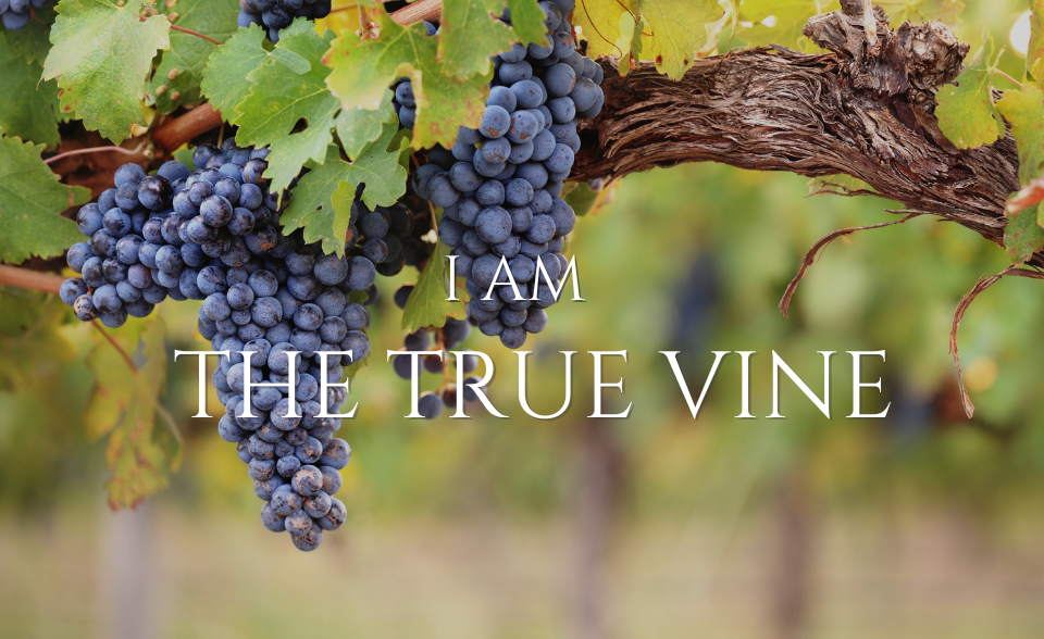 I am the true vine
